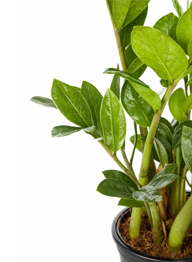 بلانت نبات زاميوكولكاس زاميفوليا الأخضر الداخلي (ارتفاع 20-30 سم) | نبات ZZ حي | نبات مثالي لتزيين المنزل والمكتب، يتحمل الإضاءة المنخفضة ولا يحتاج إلى عناية كبيرة. - Image 4